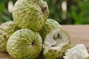 Manfaat Buah Srikaya untuk Kesehatan Tubuh