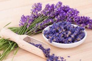 Mengatasi Stres dan Kecemasan dengan Lavender