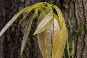 Manfaat Daun Mangga Untuk Kesehatan Tubuh