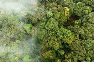 Konservasi Hutan: Strategi dan Implementasi di Indonesia