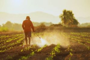 Pengaruh Pesticida