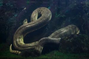 Ular Anakonda Raksasa 400 Kg Ditemukan di Brasil