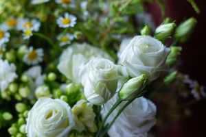 Manfaat Kesehatan Mawar Putih: Keajaiban Alami untuk Tubuh dan Pikiran