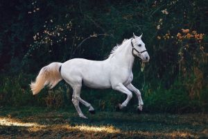 Nilam Umbara, Legenda Kuda Sakti Kesayangan Ronggolawe
