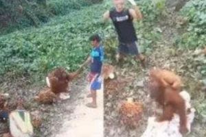 Viral seekor orangutan keluar hutan dan mendatangi pekerja di perkebunan sawit untuk meminta makanan