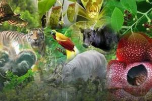 Melindungi Keanekaragaman Alam untuk Masa Depan