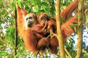 Taman Nasional Gunung Leuser