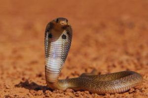 Obat Penawar Baru untuk Gigitan Kobra