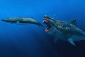 Megalodon vs Hiu Putih Raksasa, Siapa yang Lebih Cepat?