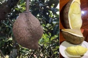 Fakta Durian Gundul Tanpa Duri yang Bikin Heboh