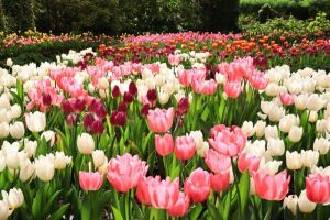 Arti dan Makna Bunga Tulip Berdasarkan Warna-warnanya, Kenali Semuanya!