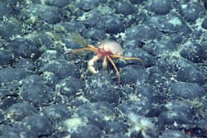 Para Ilmuwan Telah Menemukan Oksigen Gelap Yang Dihasilkan di Laut Dalam, Yang Diduga Berasal Dari Logam di Dasar Lautan.