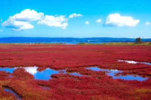 Pemandangan Indah Musim Gugur di Cagar Alam Nasional Liaohekou, Liaoning, Tiongkok