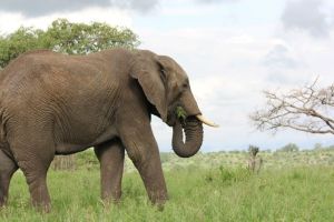 Ibu Hamil Tewas Diinjak Gajah Liar Saat Menyadap Karet di Musi Rawas