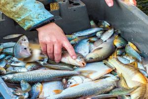 KKP Berhasil Mengamankan 5 Kapal Pencuri Ikan di Samudera Pasifik dan Selat Malaka