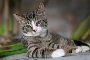 7 Negara yang Menganggap Kucing Sebagai Hewan Sakral