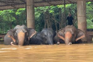 Elephant Nature Park di Thailand Kebanjiran, Petugas Kesulitan Evakuasi 126 Gajah, Ada yang Terseret Arus