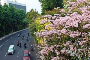 Serasa di Jepang! Ini Dia Keindahan Bunga Tabebuya yang Mekar di Jalanan Surabaya