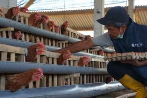 Dukung Pencegahan Stunting, PLN Berdayakan Peternak Ayam Petelur di Kabupaten Malang