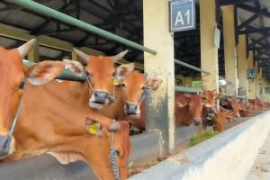 Wih! Mahasiswa IPB Buat Alat Deteksi Dini Mastitis Sapi