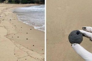 Bola-Bola Hitam Misterius Muncul Tiba-Tiba, Pantai di Sydney Ditutup Sementara