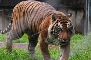 Sempat Mangsa Anjing Warga, Harimau Sumatra Ditangkap di Solok