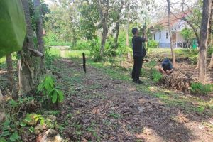 Musim Ulat Jati di Gunung Kidul, Bikin Geli Tapi Diburu Warga