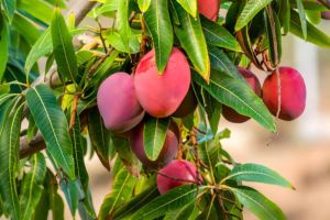 Mengenal Mangga Miyazaki, Buah Unik dari Jepang Berharga Fantastis