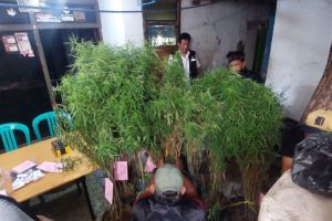 Polisi gerebek rumah warga Cengkareng temukan puluhan pohon ganja