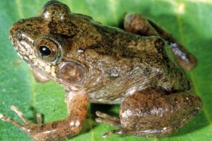 Pristimantis Rudius, Katak yang Ditemukan Kembali Setelah 100 Tahun