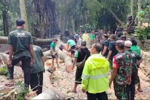 Dua WNA Meninggal Tertimpa Pohon Tumbang di Monkey Forest Ubud Bali