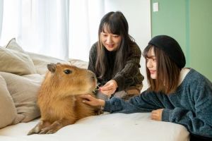 Cafe di Tokyo Bisa Ngerasain Ngopi Bareng Capybara, Tertarik Coba?