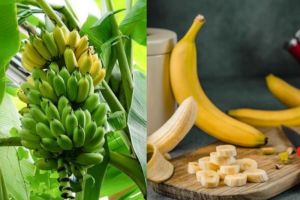 Ini Dia 10 Fakta Pisang Yang Menakjubkan Dan Mendunia, Apa saja? Yu Simak!