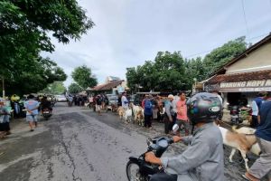 Pasar Hewan Ditutup, Harga Sapi Terjun Bebas Karena PMK Merebak