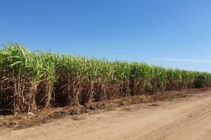 Bikin Sedih Petani Gresik Temukan Bayi Mungil di Kebun Tebu