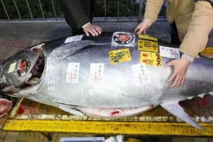 Ikan Tuna "Sgemuk Sapi" Laku Rp21 M  di Jepang