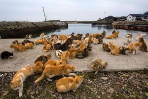 Disebut Sebagai Pulau Kucing, Inilah Fakta Menarik Pulau Tashirojima