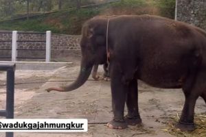 Miris Ini Kondisi Gajah yang  Dirantai di Taman Satwa Waduk Gajah Mungkur