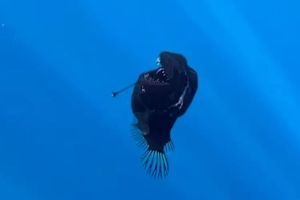 Fakta Anglerfish Black Seadevil yang  Muncul di Perairan Laut Spanyol