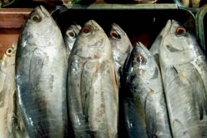 Hati-Hati! 5 Jenis Ikan Ini Ternyata Mengandung Kolesterol Tinggi