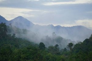 Orang Pendek: Misteri Makhluk Primata di Hutan Sumatra yang Belum Terpecahkan