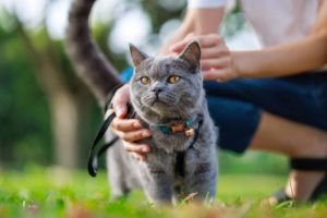 Kontroversi Konsumsi Daging Kucing di Berbagai Negara