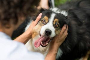 Mengejutkan! Negara-Negara yang Masih Mengonsumsi Daging Anjing dan Kontroversinya