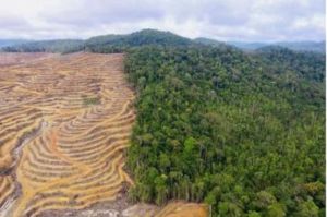 Hutan Gundul menjadi contoh kerasukan dan kegagalan manusia dalam menjaga alam