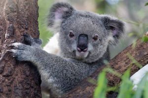 Keji, Australia Tembak Mati 700 Koala Pakai Sniper