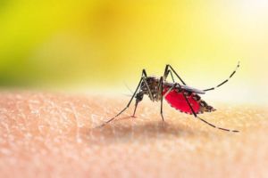 Ledakan Kasus Malaria di Indonesia 2024: Kenapa Penyakit Lama Ini Masih Sulit Dihilangkan?