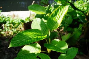 Rahasia Daun Kratom: 'Tanaman Surga' dari Indonesia yang Menjadi Rebutan Dunia