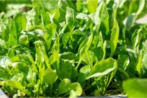 Manfaat Kangkung