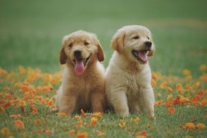 Hukum Memelihara Anjing Menurut Islam