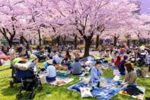 Cherry Blossom